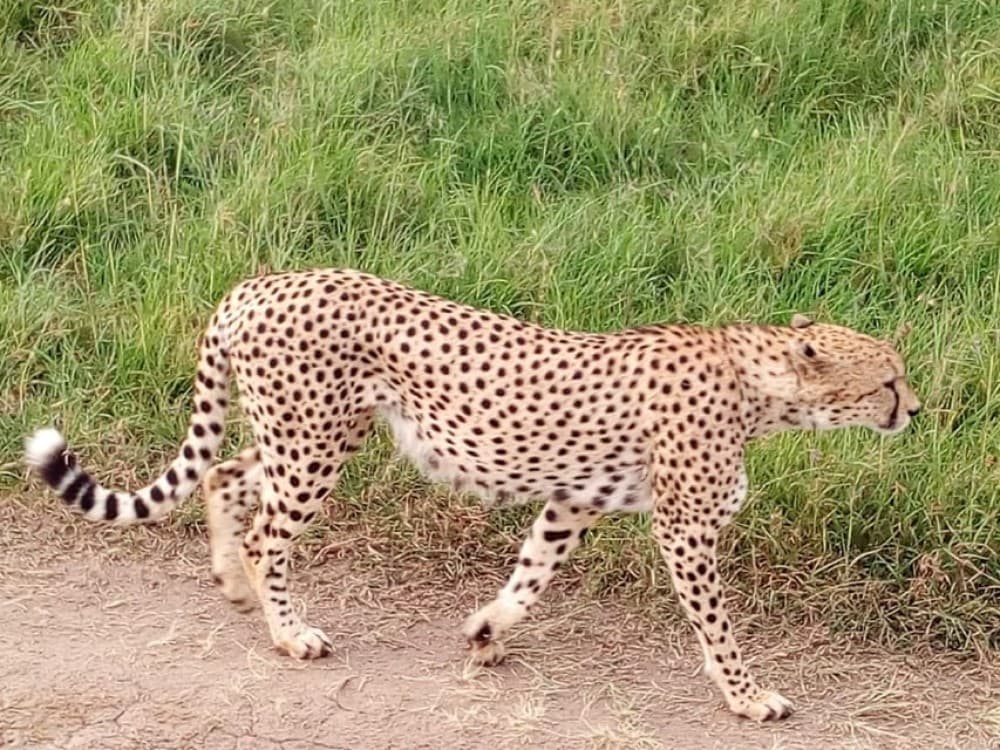 Arusha National Park: Private Jeep Tour | ®ExcursionMania - Image 9