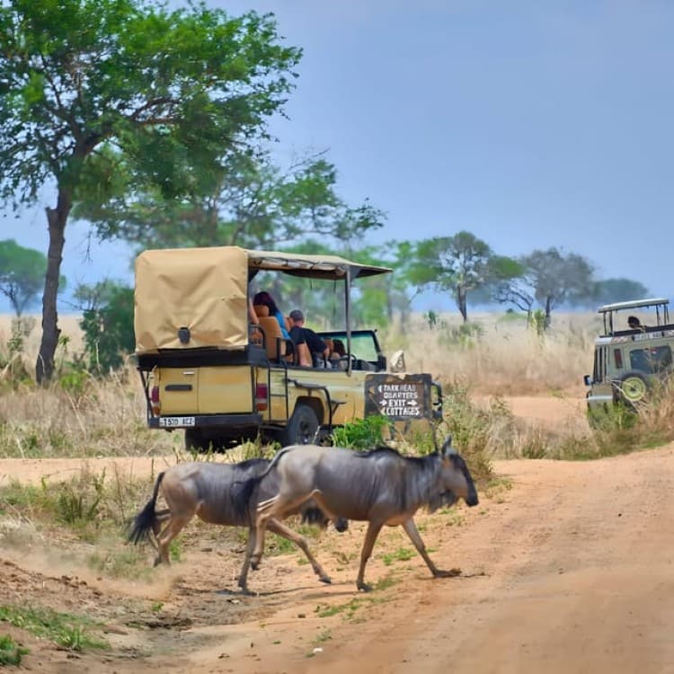 3 Day Joining Group Safari from Zanzibar to Mikumi Park | ®ExcursionMania - Image 6