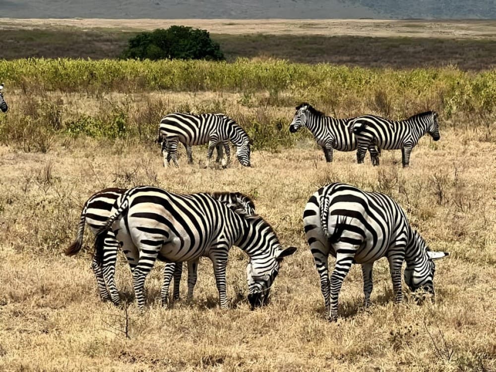 3 Day Joining Group Safari from Zanzibar to Mikumi Park | ®ExcursionMania - Image 8