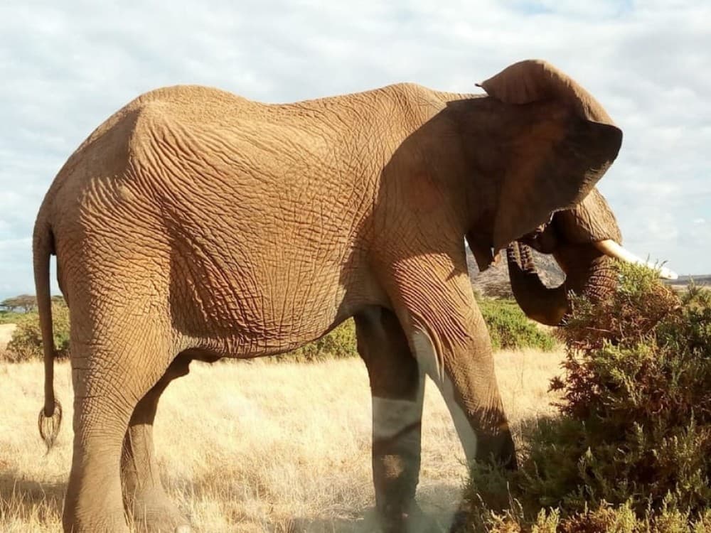 Nairobi: Private Elephant Orphanage Tour | ®ExcursionMania - Image 1