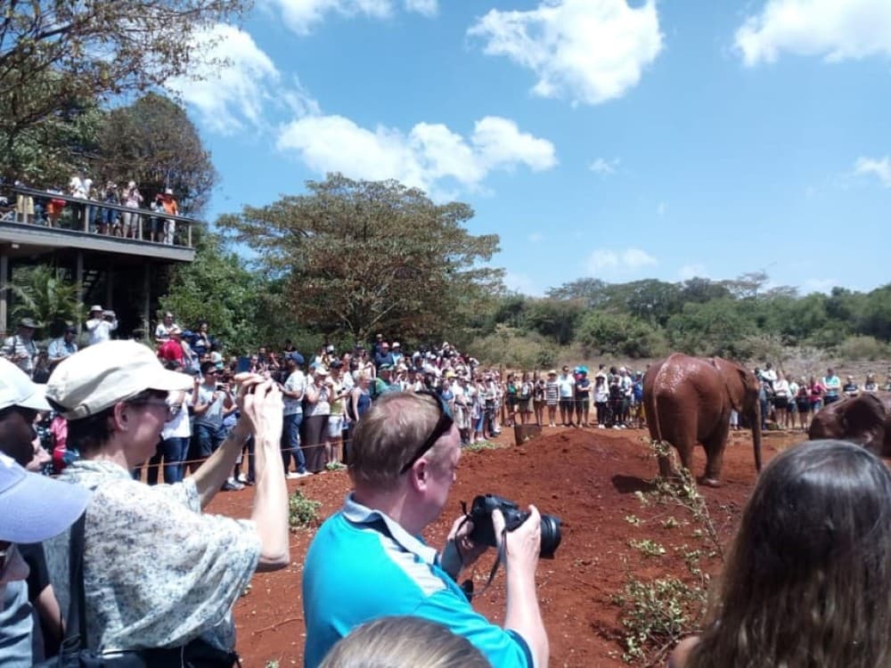 Nairobi: Private Elephant Orphanage Tour | ®ExcursionMania - Image 2
