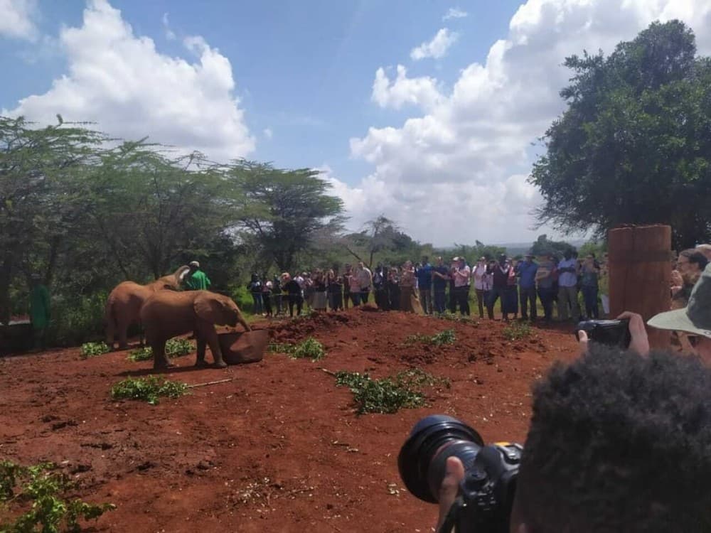 Nairobi: Private Elephant Orphanage Tour | ®ExcursionMania - Image 4