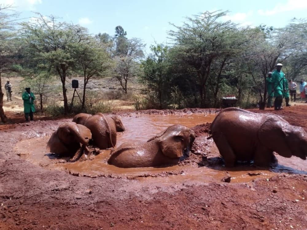 Nairobi: Private Elephant Orphanage Tour | ®ExcursionMania - Image 5