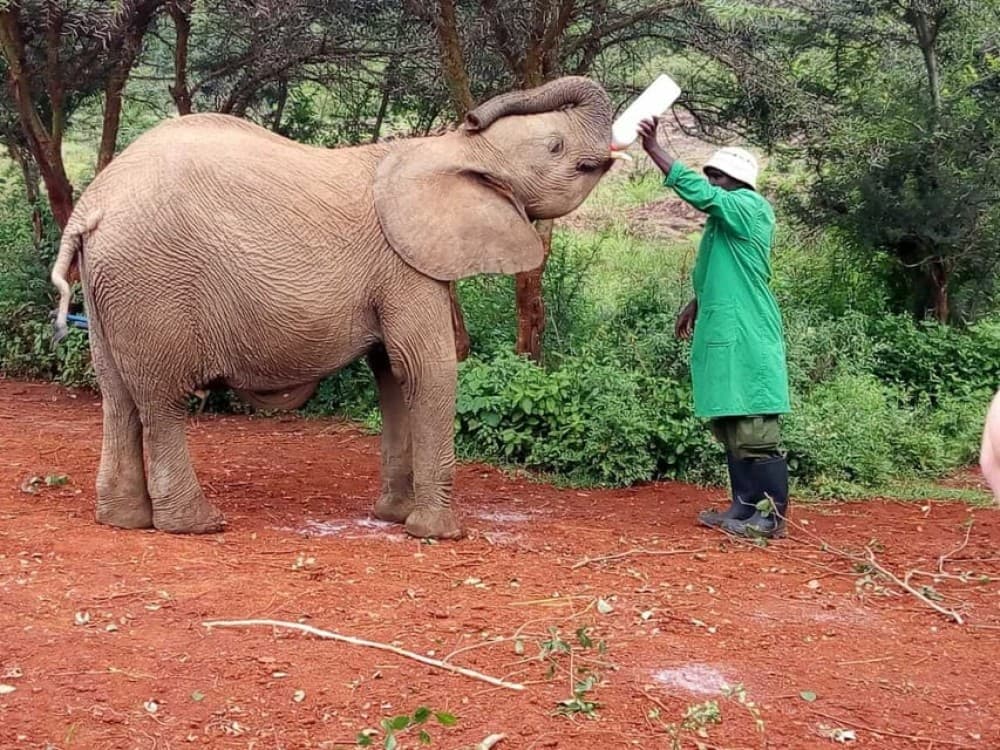 Nairobi: Private Elephant Orphanage Tour | ®ExcursionMania - Image 6