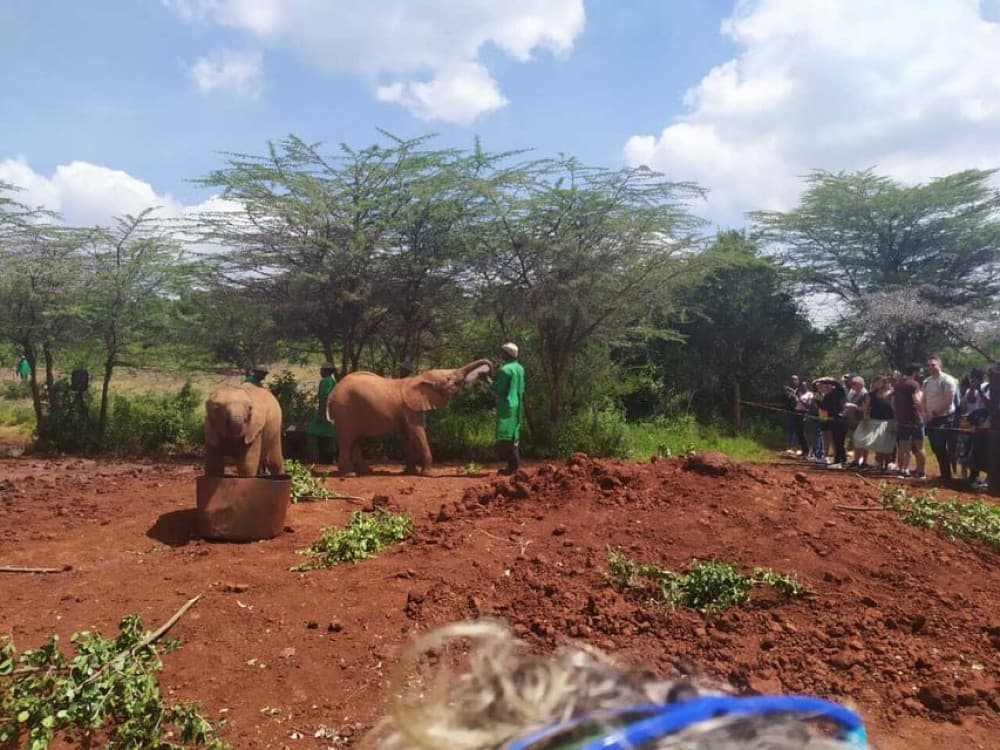 Nairobi: Private Elephant Orphanage Tour | ®ExcursionMania - Image 7