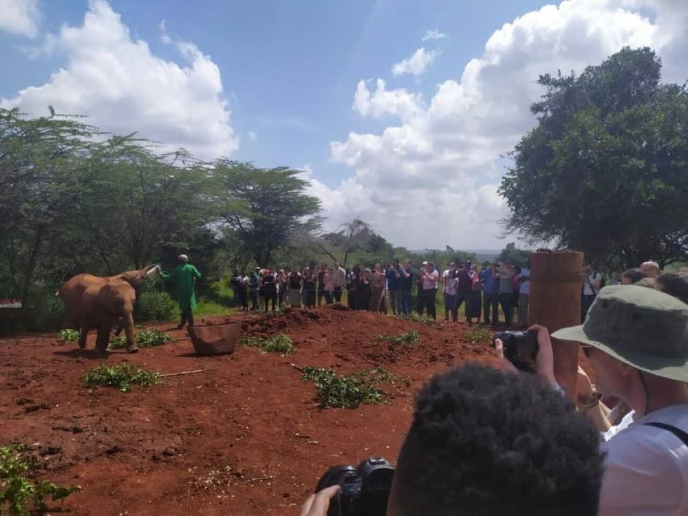 Nairobi: Private Elephant Orphanage Tour | ®ExcursionMania - Image 8