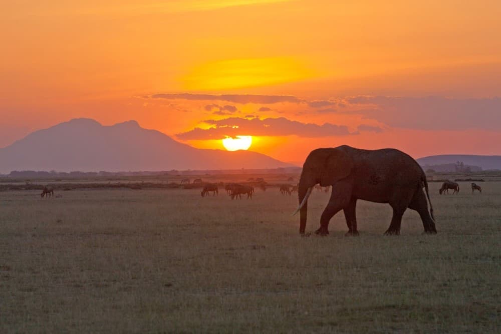Nairobi National Park: Sunrise and Sunset Tours | ®ExcursionMania - Image 2