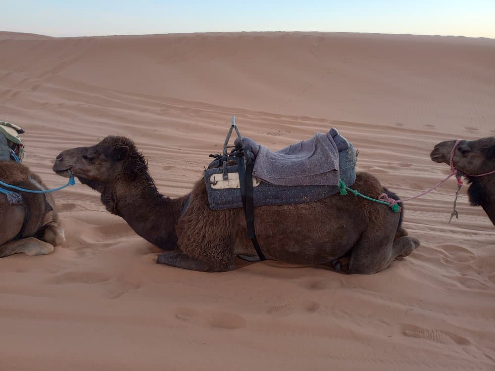 From Fes To Marrakech : 3 days Tour Via The Desert Of Merzouga | ®ExcursionMania - Image 6