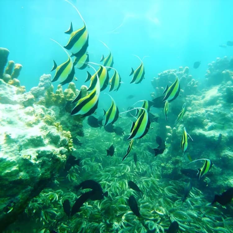 Zanzibar beach & Safari Adventure with Snorkel Mnemba Island | ®ExcursionMania - Image 3