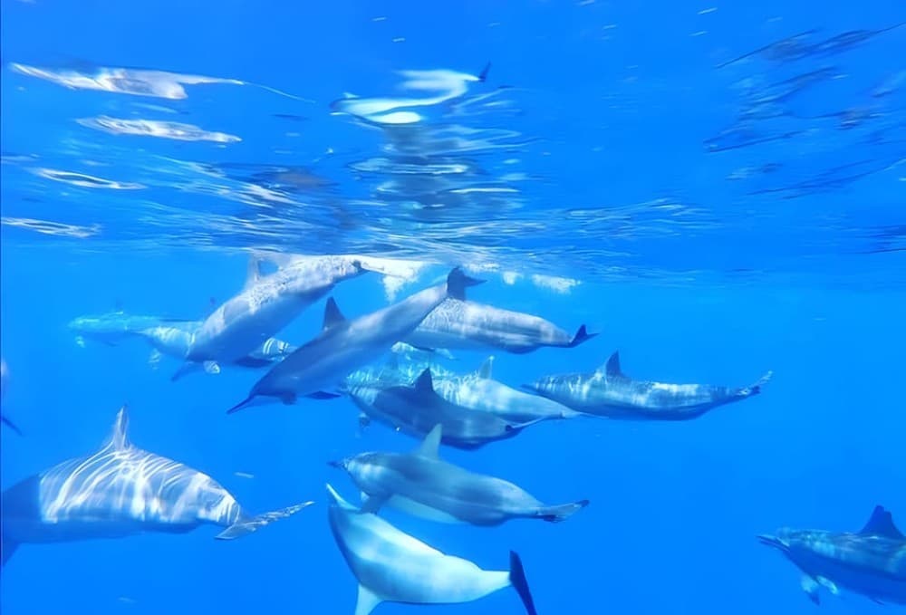 Zanzibar beach & Safari Adventure with Snorkel Mnemba Island | ®ExcursionMania - Image 5