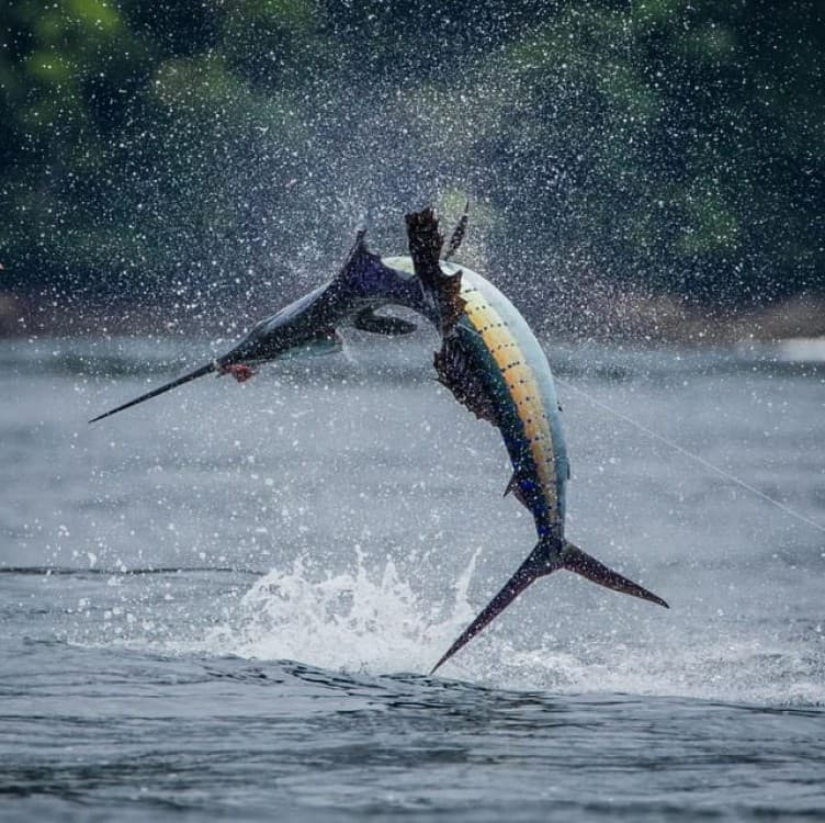 Zanzibar Big Fishing | ®ExcursionMania - Image 10