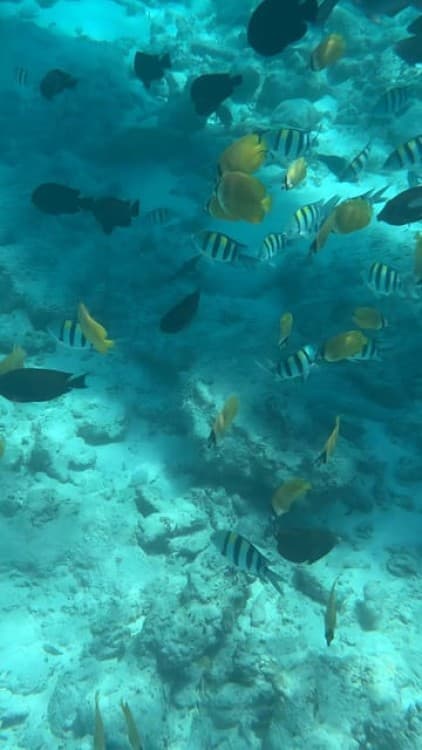 From Zanzibar: Starfish, Blue Lagoon And The Rock Restaurant | ®ExcursionMania - Image 3