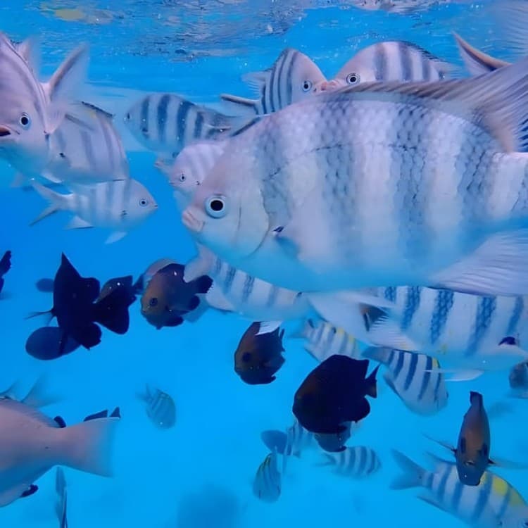 From Zanzibar: Starfish, Blue Lagoon And The Rock Restaurant | ®ExcursionMania - Image 4