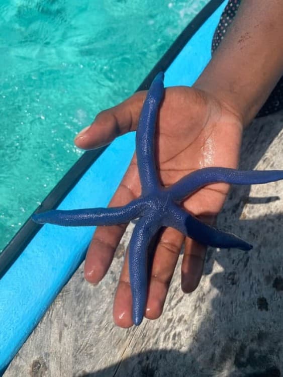 From Zanzibar: Starfish, Blue Lagoon And The Rock Restaurant | ®ExcursionMania - Image 7