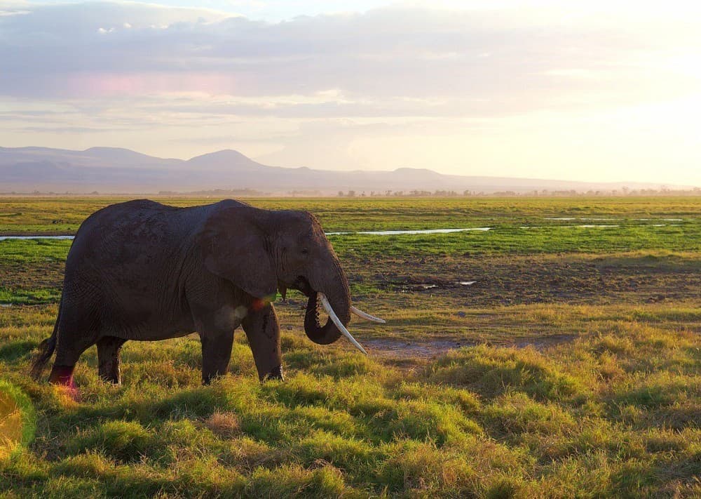 Amboseli National Park: Full-Day Tour from Nairobi | ®ExcursionMania - Image 3