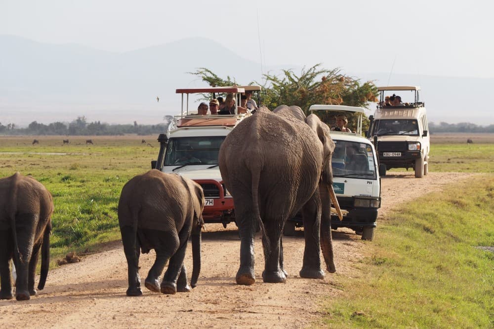 Amboseli National Park: Full-Day Tour from Nairobi | ®ExcursionMania - Image 6