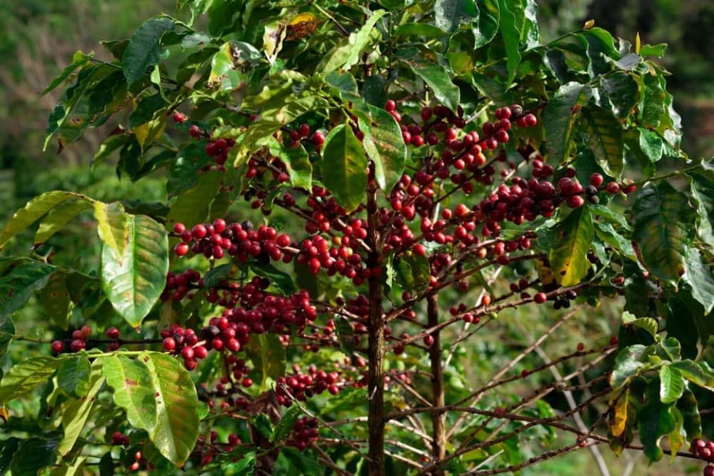 Half Day Tour to Fairview Coffee Farm | ®ExcursionMania - Image 2