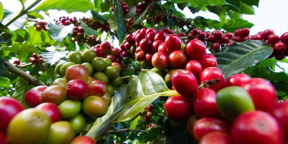 Half Day Tour to Fairview Coffee Farm | ®ExcursionMania - Image 5