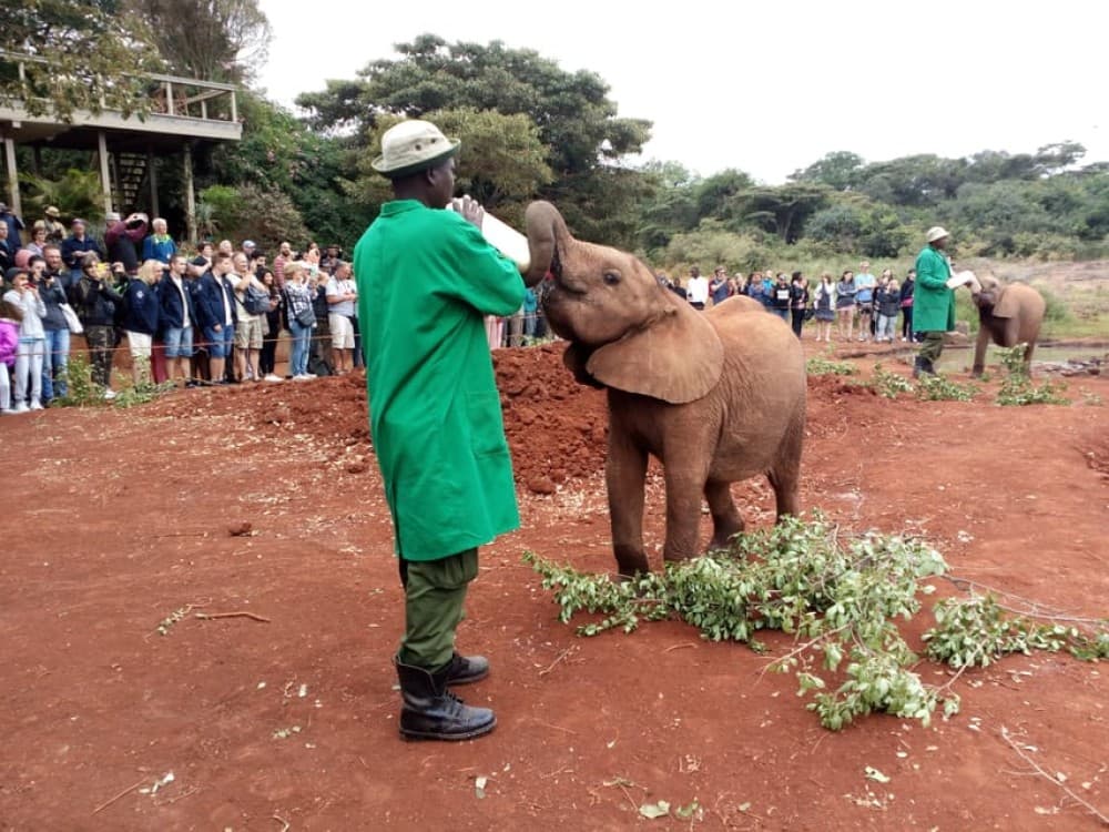 Nairobi National Park, Elephants, Giraffes & Bomas Day Trip | ®ExcursionMania - Image 9