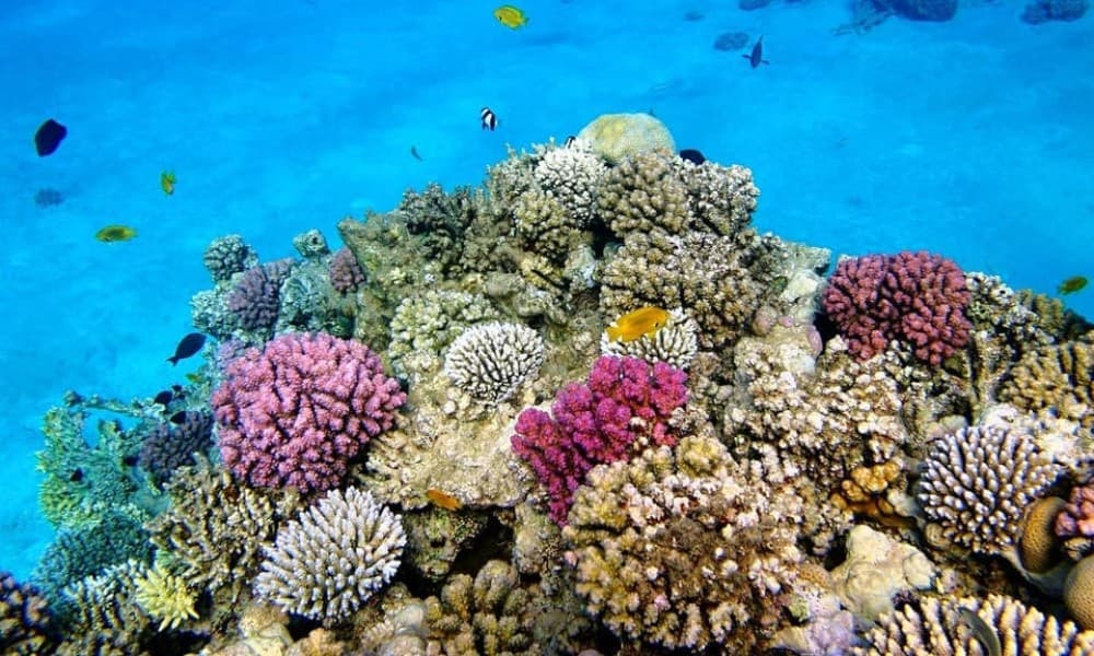 Zanzibar: Bawe Island Snorkeling | ®ExcursionMania - Image 5