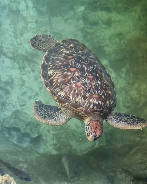 Salaam Cave Swimming with Sea Turles in Kizimkazi | ®ExcursionMania - Image 3