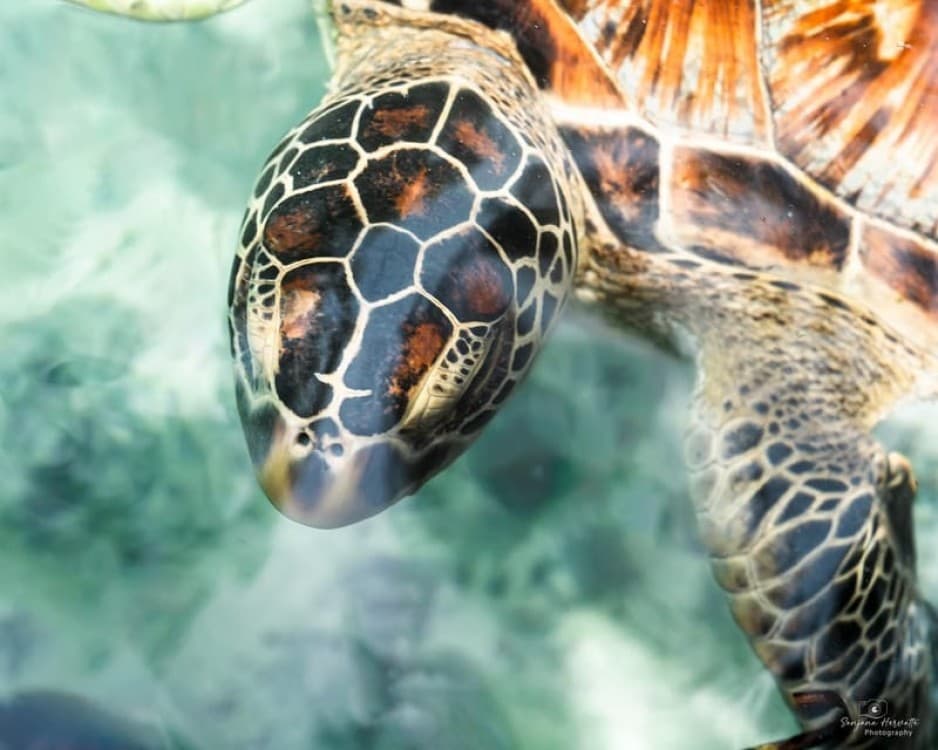 Salaam Cave Swimming with Sea Turles in Kizimkazi | ®ExcursionMania - Image 2