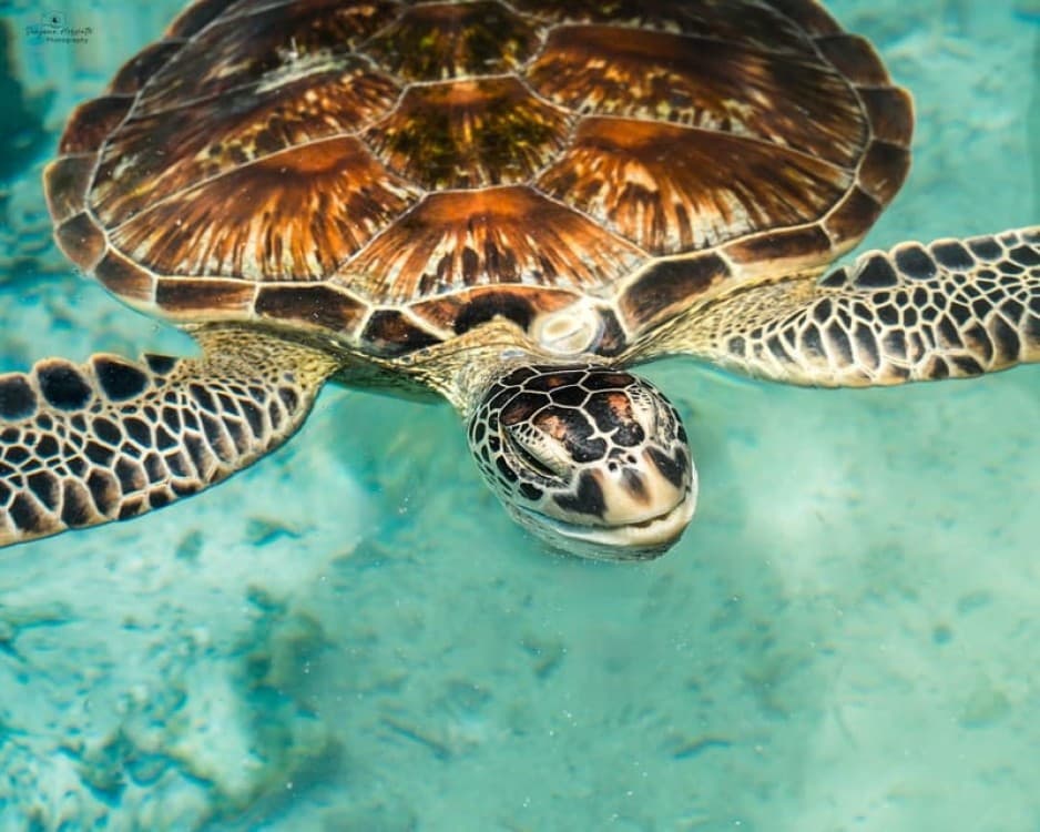 Salaam Cave Swimming with Sea Turles in Kizimkazi | ®ExcursionMania - Image 4