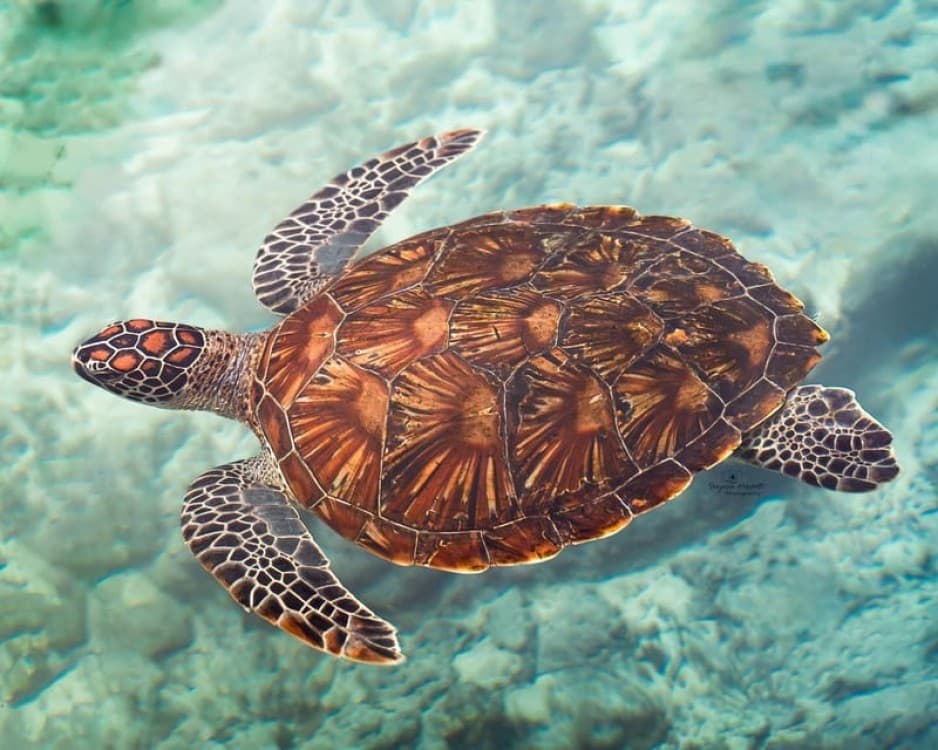 Salaam Cave Swimming with Sea Turles in Kizimkazi | ®ExcursionMania - Image 6