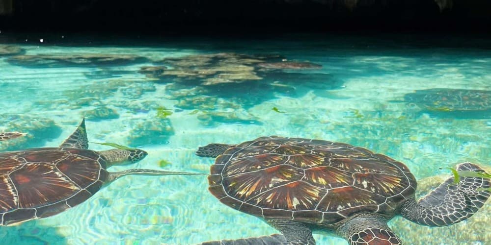 Salaam Cave Swimming with Sea Turles in Kizimkazi | ®ExcursionMania - Image 7