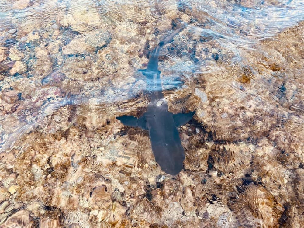 Sal: All inclusive Salt Lake, Natural pools and Shark Bay | ®ExcursionMania - Image 2