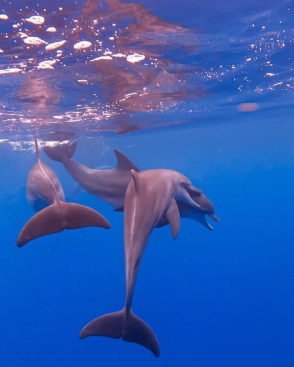 Zanzibar Swimming with Dolphins and snorkeling | ®ExcursionMania - Image 2