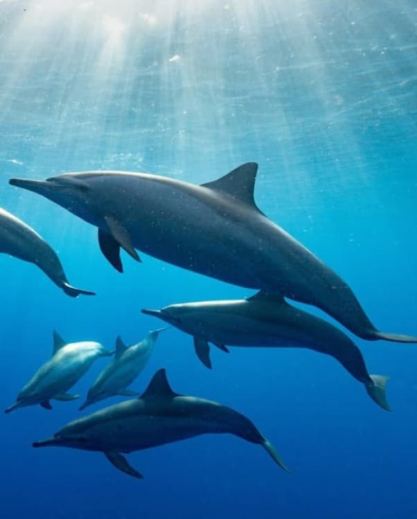 Zanzibar Swimming with Dolphins and snorkeling | ®ExcursionMania - Image 1