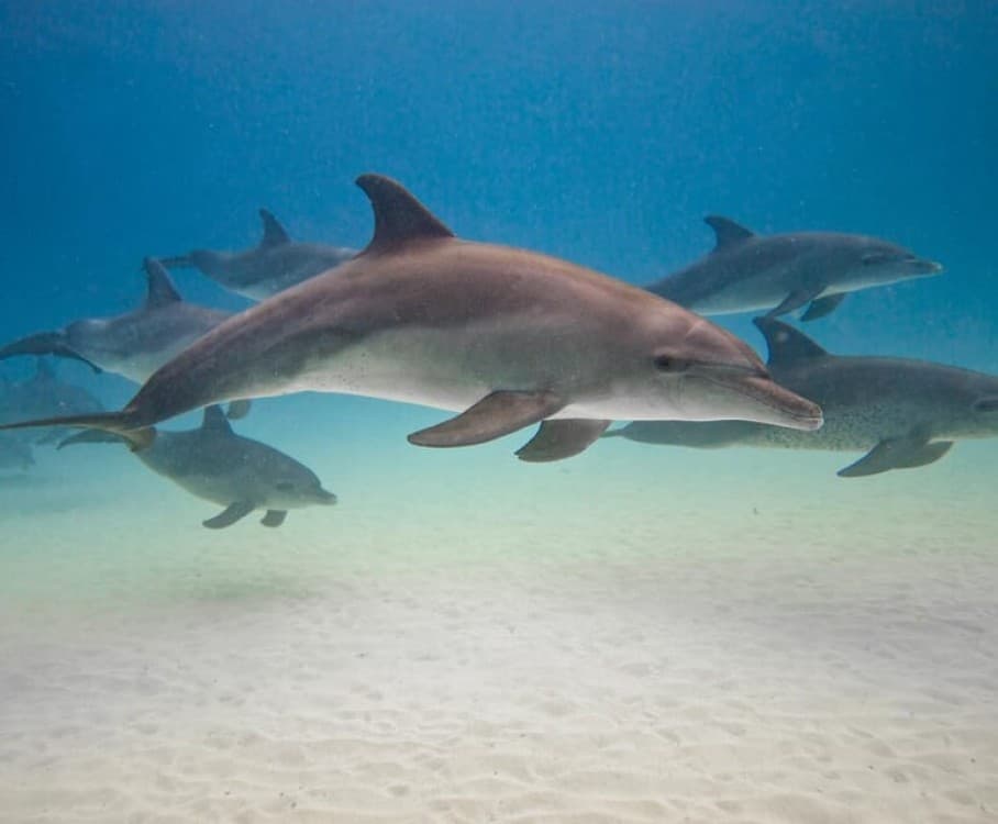 Zanzibar Swimming with Dolphins and snorkeling | ®ExcursionMania - Image 5