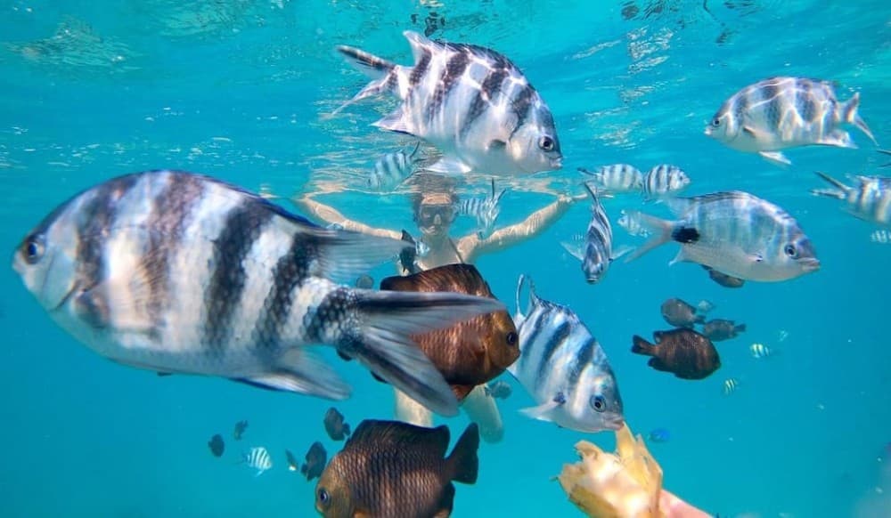 Zanzibar Swimming with Dolphins and snorkeling | ®ExcursionMania - Image 8