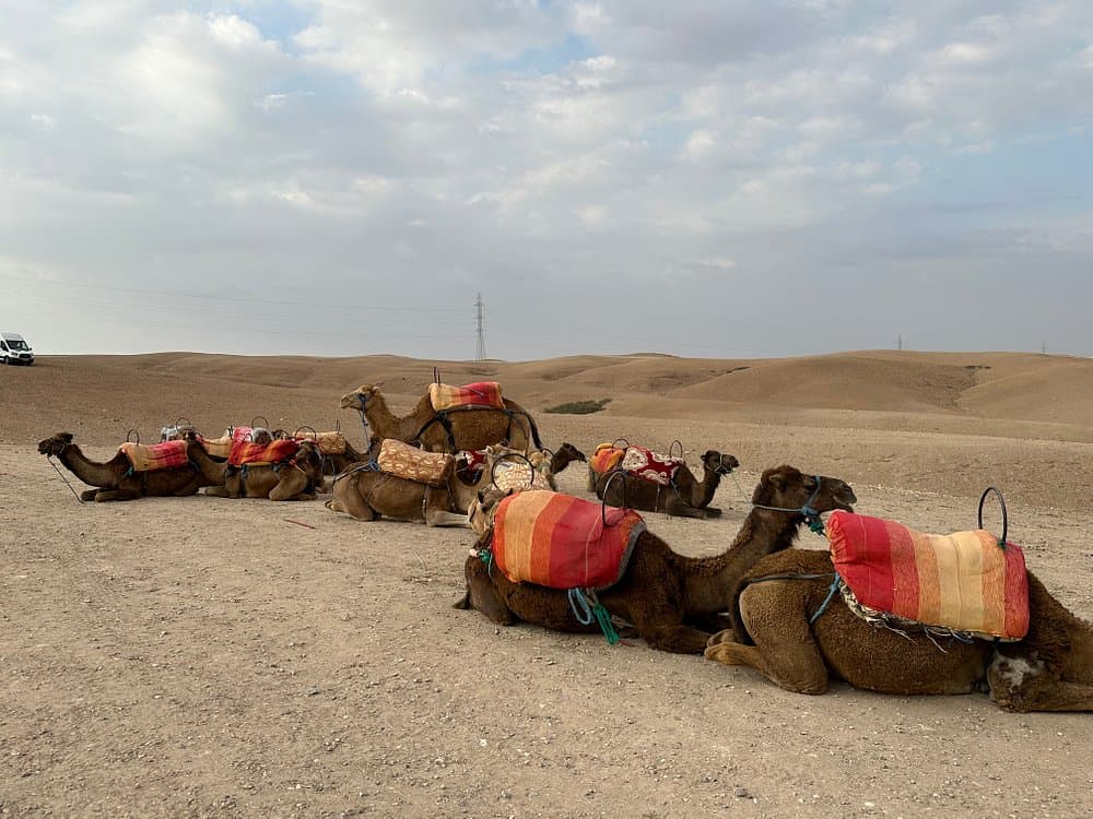 Agafay Desert & Sunset Camel Ride From Marrakech | ®ExcursionMania - Image 2