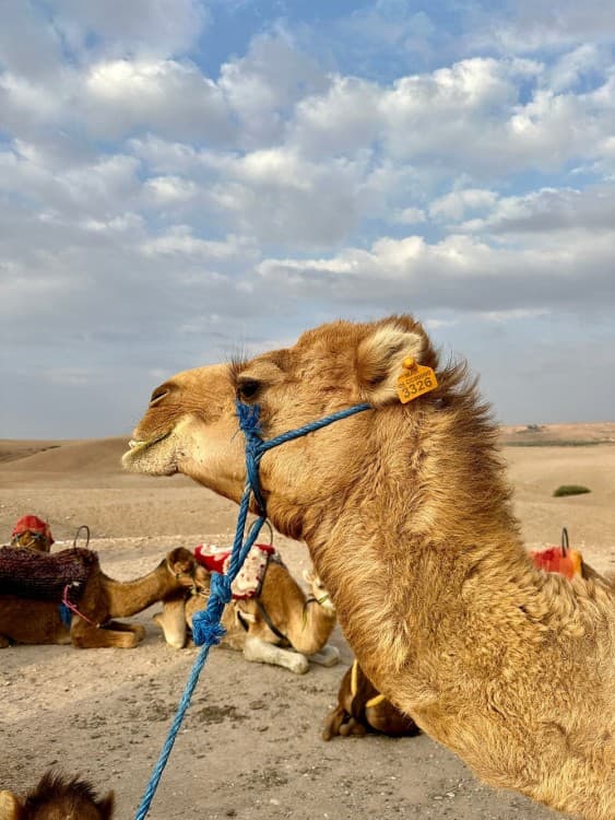 Agafay Desert & Sunset Camel Ride From Marrakech | ®ExcursionMania - Image 3