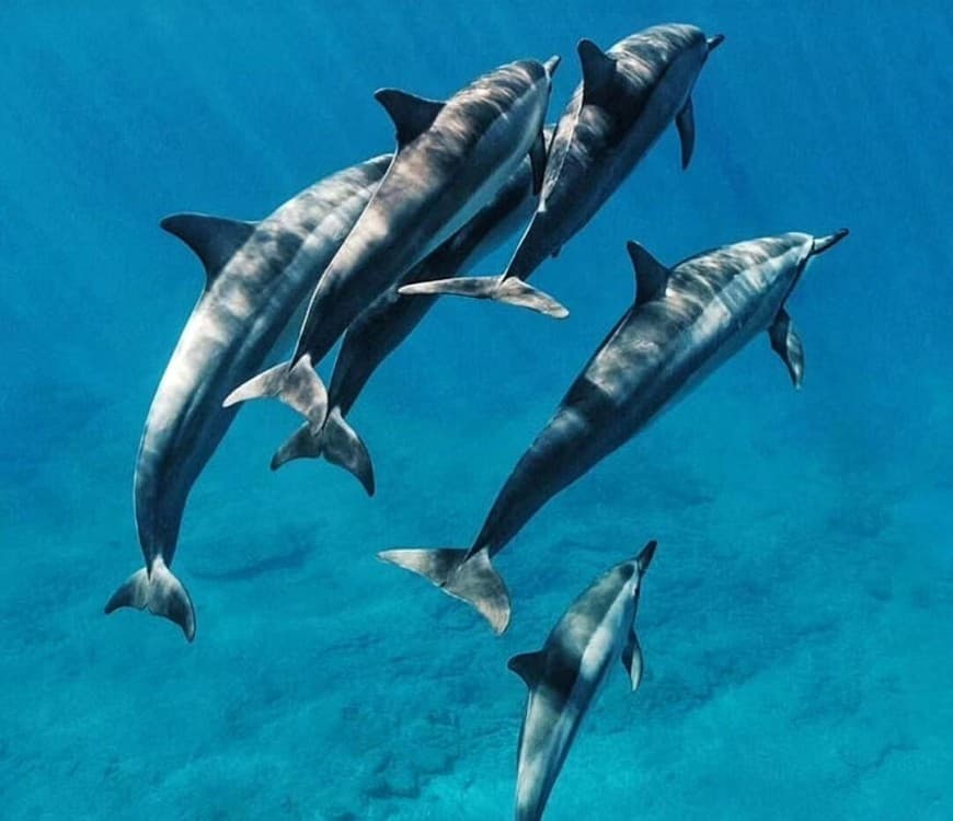 Swimming with Dolphin in Kizimkazi Zanzibar | ®ExcursionMania - Image 2