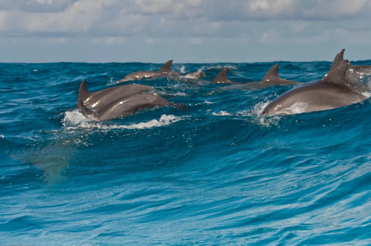 Swimming with Dolphin in Kizimkazi Zanzibar | ®ExcursionMania - Image 1