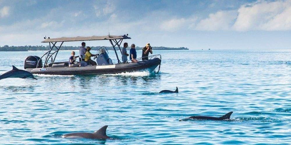 Swimming with Dolphin in Kizimkazi Zanzibar | ®ExcursionMania - Image 6