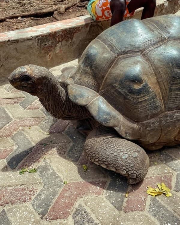 Prison Island and Nakupenda Beach Sandbank | ®ExcursionMania - Image 5