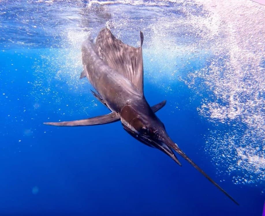 Zanzibar Fishing Adventure | ®ExcursionMania - Image 3