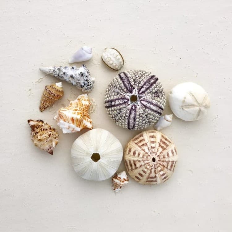 Private Dolphin Tour and Snorkeling at Mnemba Island reef | ®ExcursionMania - Image 5