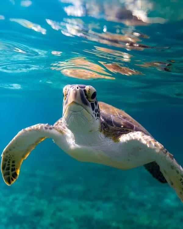 Zanzibar: Dolphin Snorkel & Turtles Swim Tour in Kizimkazi | ®ExcursionMania - Image 1