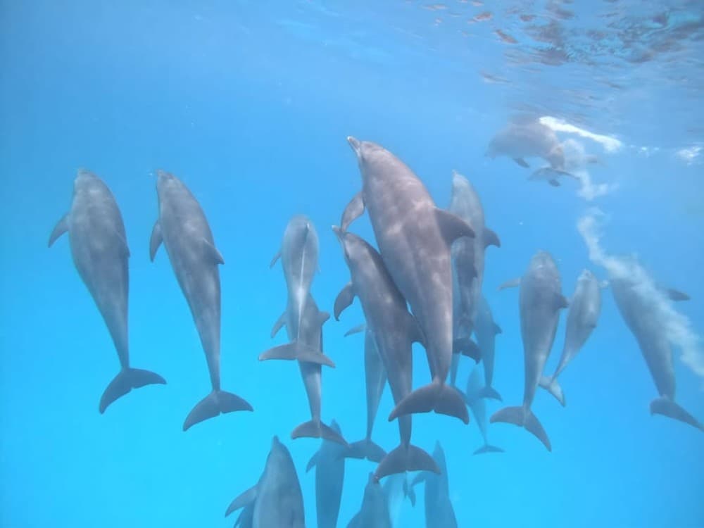 Zanzibar: Dolphin Snorkel & Turtles Swim Tour in Kizimkazi | ®ExcursionMania - Image 3