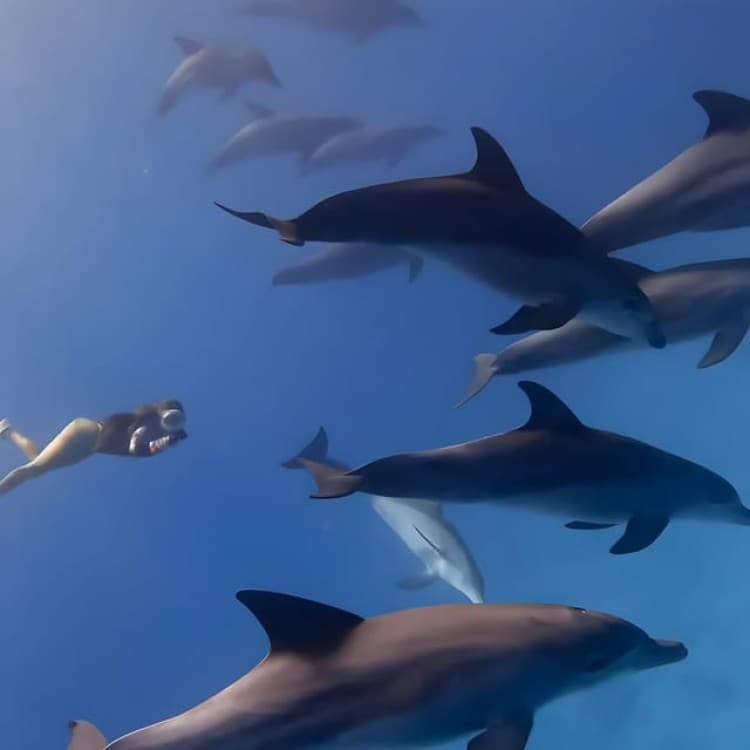 Zanzibar: Dolphin Snorkel & Turtles Swim Tour in Kizimkazi | ®ExcursionMania - Image 4