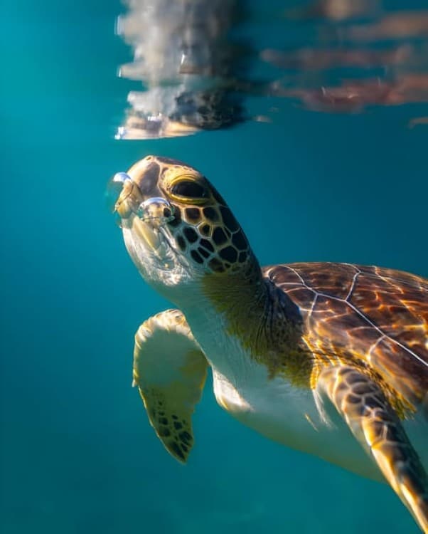 Zanzibar: Dolphin Snorkel & Turtles Swim Tour in Kizimkazi | ®ExcursionMania - Image 6