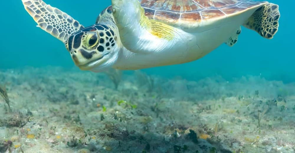 Zanzibar: Dolphin Snorkel & Turtles Swim Tour in Kizimkazi | ®ExcursionMania - Image 7
