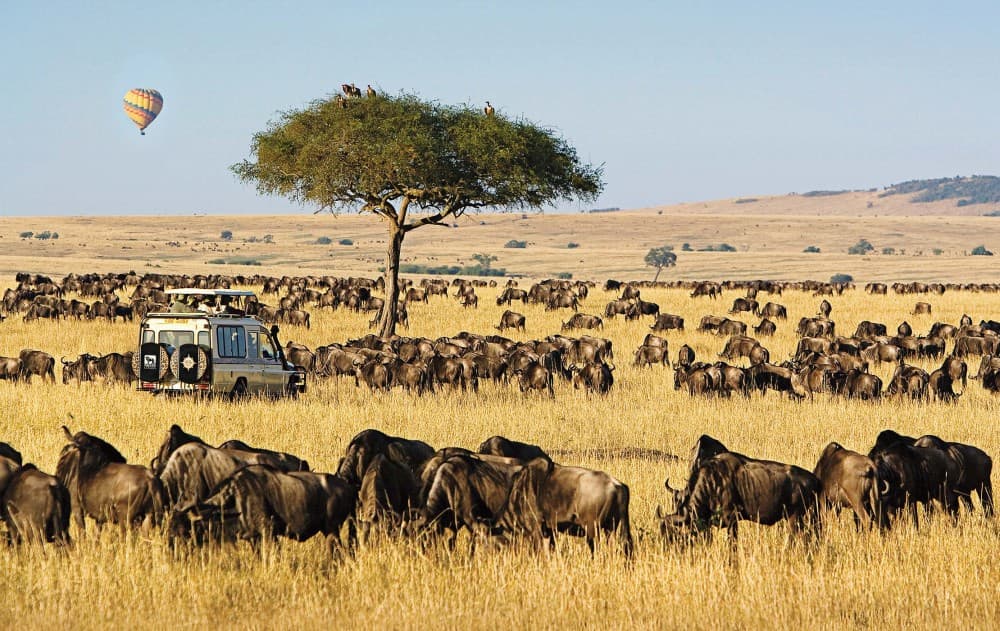 Nairobi: 3-Day Maasai Mara Safari | ®ExcursionMania - Image 4