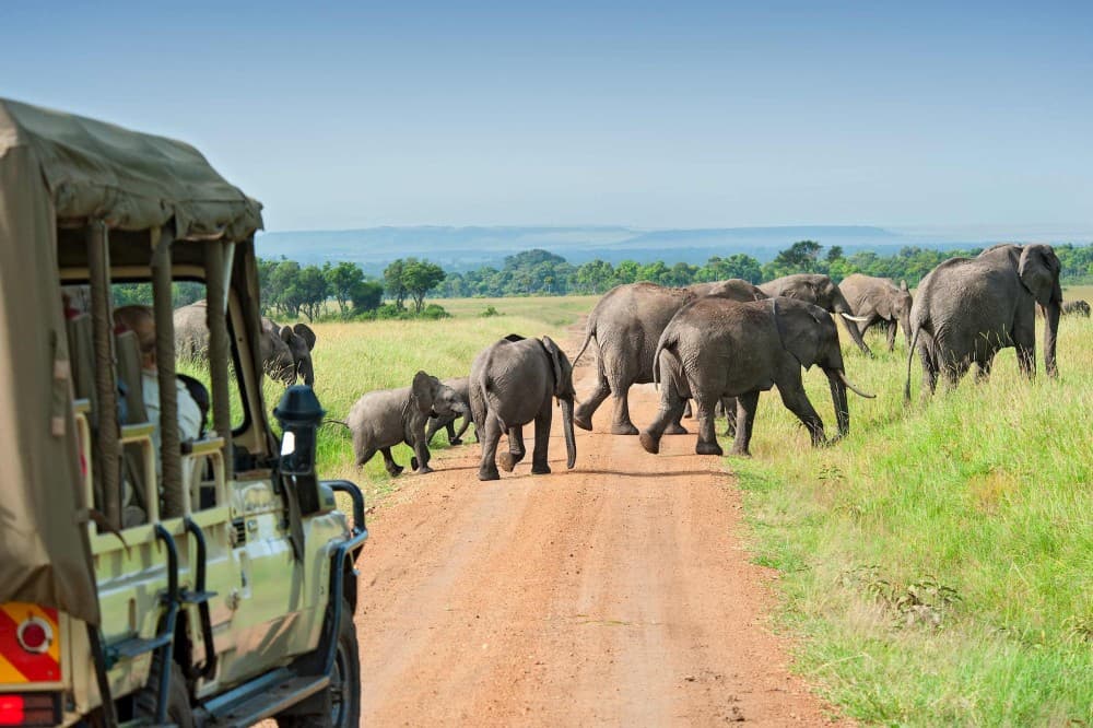 Nairobi: 3-Day Maasai Mara Safari | ®ExcursionMania - Image 6