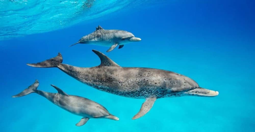 ZANZIBAR DOLPHIN TRIP | ®ExcursionMania - Image 1